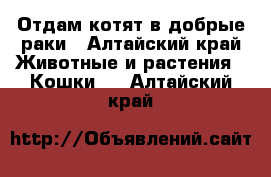 Отдам котят в добрые раки - Алтайский край Животные и растения » Кошки   . Алтайский край